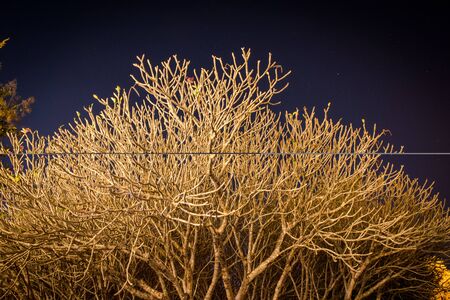 silhouette of dry tree in the night with starry sky on backgroundの写真素材