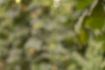 Beautiful green bokeh, hop plantation.の写真素材