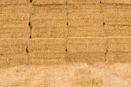 A lot of straw, straw texture background with base, vintage style for design. Agricultural backgroundの写真素材