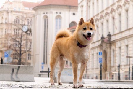 Shiba inu dog, on the background of the city