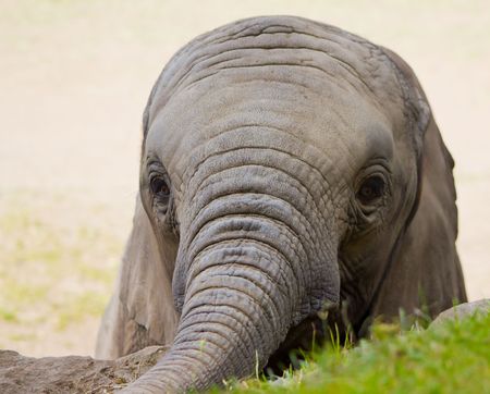 Elephant Infantの写真素材