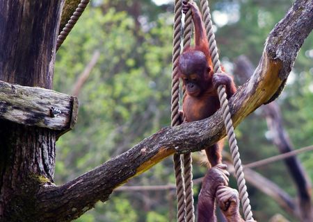 MonkeyPlayの写真素材