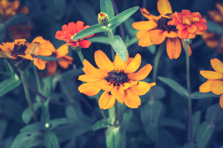 Vintage Flowers,Beautiful flower background. Amazing view of bright white blooming in the garden,soft focus.の写真素材