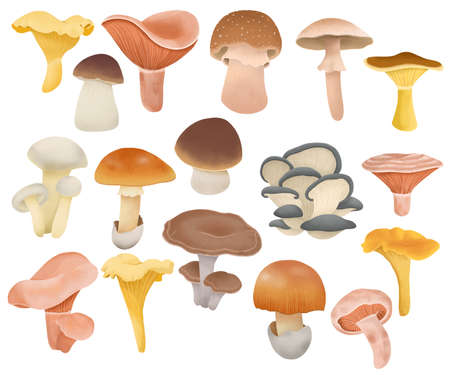 illustration of a set of various edible mushrooms. Forest mushrooms.の写真素材
