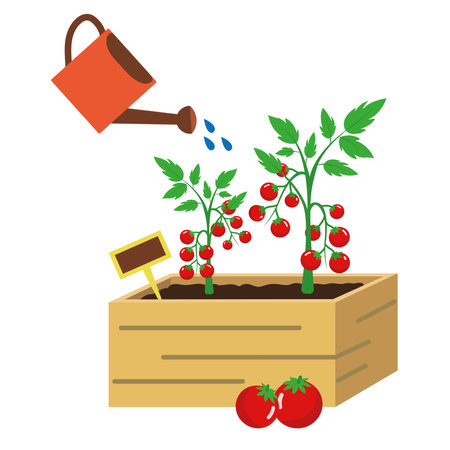 Tomato cartoon, tomato orchard, garden irrigation, Vector illustration isolated on white backgroundのイラスト素材
