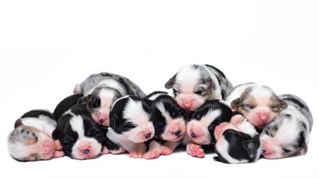 The whole family of small corgue corgi on a white backgroundの写真素材