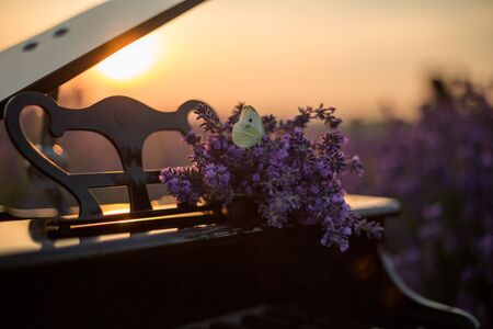 Butterfly on purple lavender flowers, against the background of the pianoの写真素材