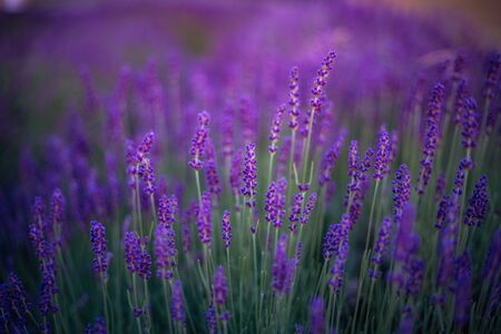 beautiful lavender flower in a lavender fieldの写真素材