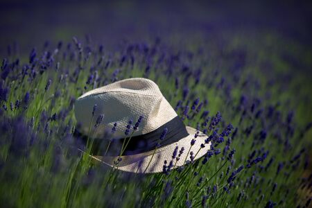 hat standing on the road between the lavender bushesの写真素材