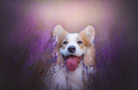Happy dog Corgi in a beautiful lavender sceneryの写真素材