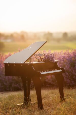 A beautiful black grand piano, standing in a lavender fieldの写真素材