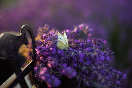 Butterfly on purple lavender flowers, against the background of the pianoの写真素材