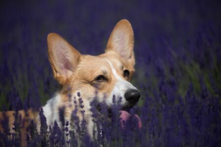 Welsh Corgi Pembroke dog beautifully posing on a lavender fieldの写真素材