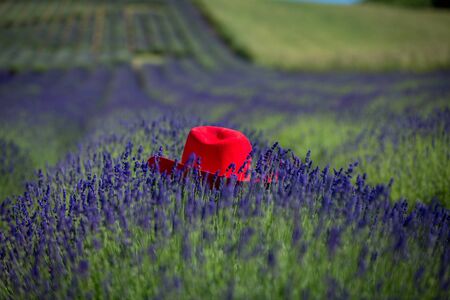 A red hat lying freely on a lavender in the middle of a fieldの写真素材