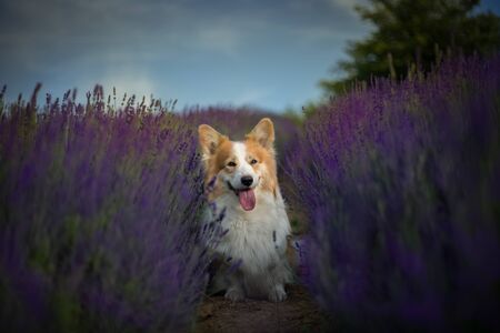 Welsh Corgi Pembroke dog beautifully posing on a lavender fieldの写真素材