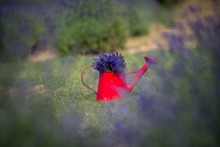 Freshly harvested lavender in a nice red watering canの写真素材