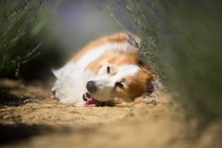 Welsh Corgi Pembroke dog beautifully posing on a lavender fieldの写真素材