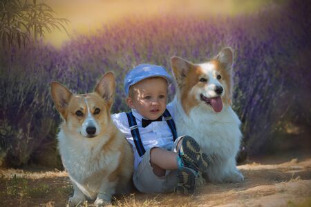 A small boy and two beautiful Pembroke dogs on the lavender fieldの写真素材