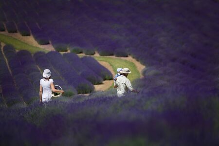 A family walking along a beautifully blooming lavender fieldの写真素材