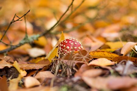 Mushroom growing in the forest during autumn season