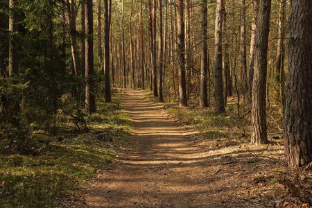 forest lit by the rays of the spring sun
