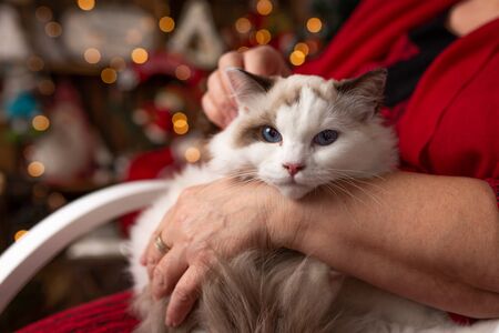 Grandmother is sitting on a rocking chair with a cat against the backdrop of Christmas arrangementの写真素材