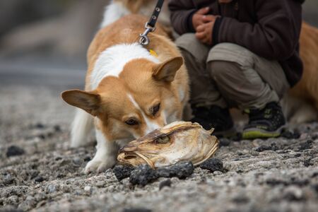 Dog Welsh Corgi Pembroke sniffs the head of dried codの写真素材