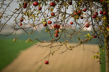 Hanging old and spoiled apples against the backdrop of Moravian fieldsの写真素材