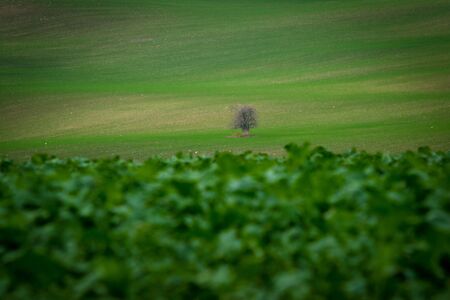 A lonely tree standing in autumn Moravian fieldsの写真素材