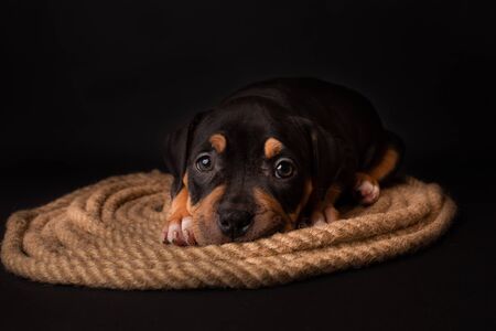 Puppy American Pit Bull Terrier sitt on a jute cord on black background in studioの写真素材
