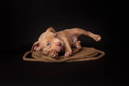 Puppy American Pit Bull Terrier sitt on a jute cord on black background in studioの写真素材