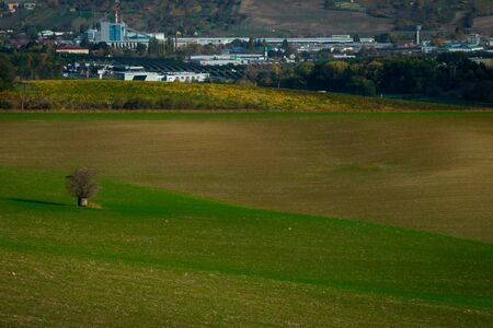 A lonely tree growing in the fields with a view in the background to the industrial part of a large cityの写真素材
