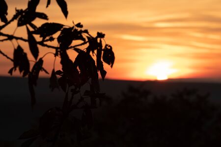 Orange sky sunset behind the silhouette leaves of the tree branch Sun behind the leaves during sunsetの写真素材