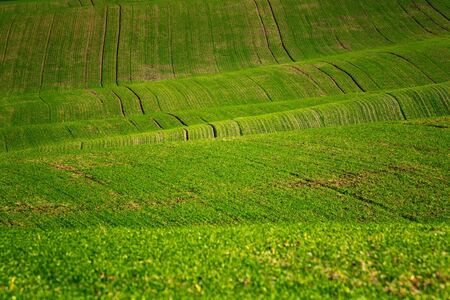 Moravian landscapes of wavy fields with a wealth of colorsの写真素材
