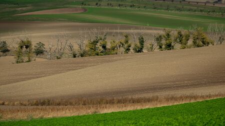 Avenue of old, dead trees among the Moravian fields