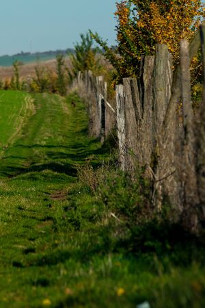 Pheasant walking on a dirt road along a wooden fenceの写真素材