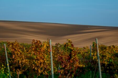 Vines in the foreground of amazing wavy Moravian fields