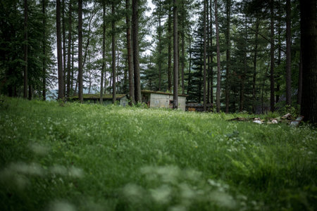 Cottages in an abandoned resort in the middle of the forest. Polandの写真素材