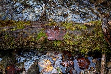 A leaf lying on a tree on a trail in the Slovak Paradise National Park. Slovakiaの写真素材