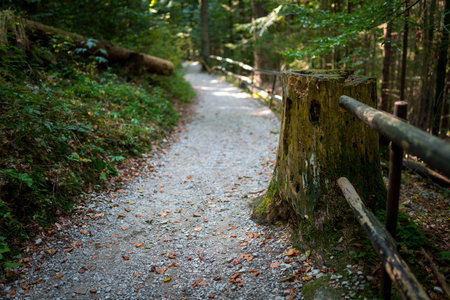The trail through the beautiful canyon of the Slowacki Raj National Park. Slovakiaの写真素材