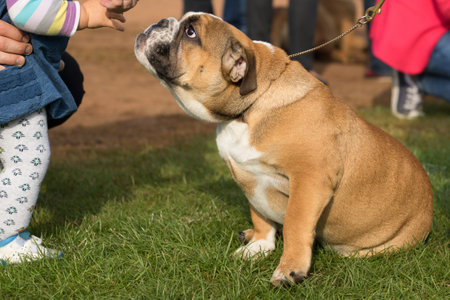 Cute dog with a childの写真素材