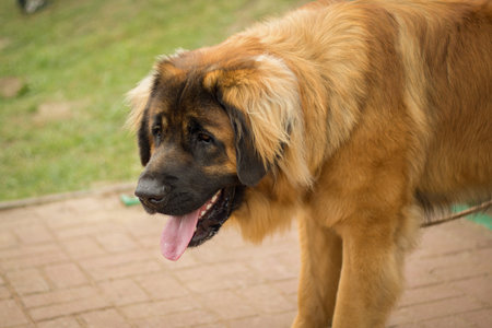 A brown dog showing tougueの写真素材