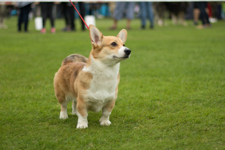 A cute dog with leashの写真素材