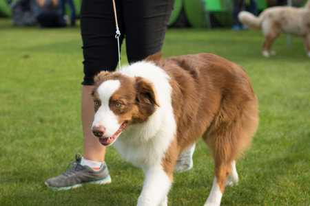 A dog with leashの写真素材