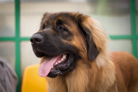 Adorable brown dogの写真素材