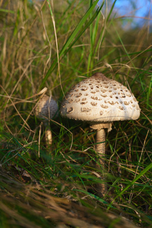 Macrolepiota procera - mushroom growing at the edge of the forest in grasses. Mushroom picking, collecting edible fungi in the forest. Polandの写真素材