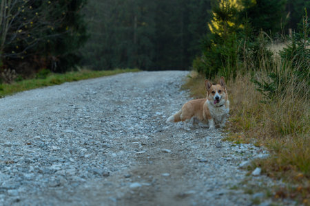 A Pembroke Welsh Corgi dog accompanying a hiking trail in the mountains. Polandの写真素材