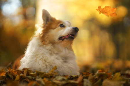 A Welsh Corgi Pembroke dog in an autumn setting looking at a falling leaf. Polandの写真素材