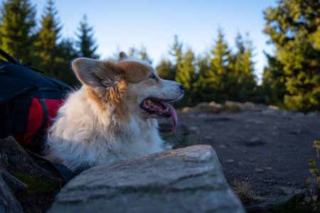 A Pembroke Welsh Corgi dog accompanying a hiking trail in the mountains. Polandの写真素材