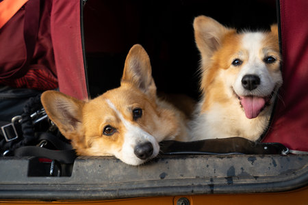Tired dogs sit in the kennel in the trunk of the car. Poland